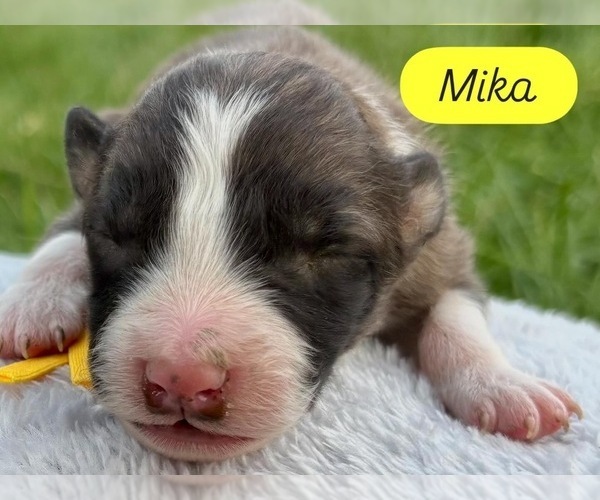 Medium Photo #1 Border Collie Puppy For Sale in MESA, WA, USA