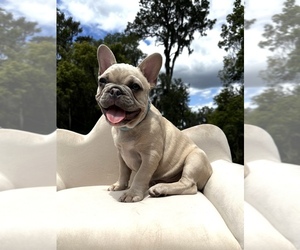 French Bulldog Puppy for sale in LAKE CITY, FL, USA