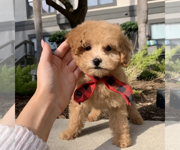 Medium Photo #6 Poodle (Toy) Puppy For Sale in HOUSTON, TX, USA