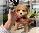 Small Photo #6 Poodle (Toy) Puppy For Sale in HOUSTON, TX, USA