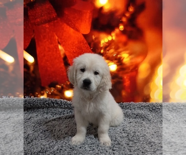 Full screen Photo #1 Golden Retriever Puppy For Sale in BARK RIVER, MI, USA