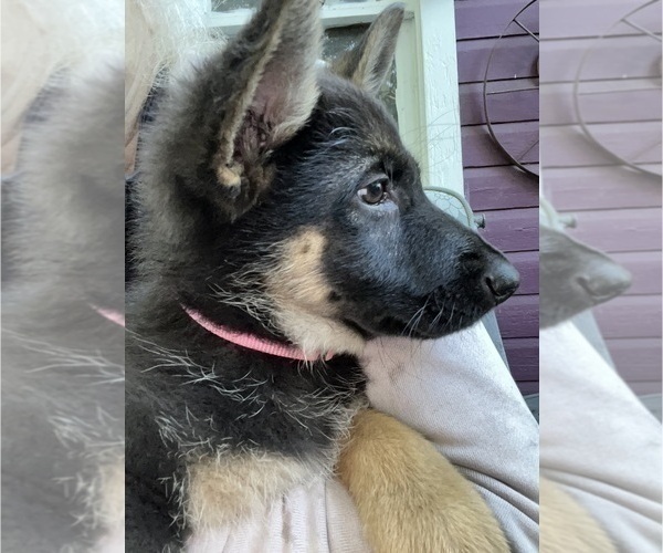 Medium Photo #51 German Shepherd Dog Puppy For Sale in WINONA, MN, USA