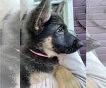 Small Photo #51 German Shepherd Dog Puppy For Sale in WINONA, MN, USA