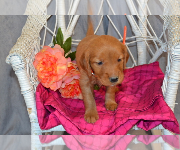 Medium Photo #1 Golden Retriever Puppy For Sale in OWEN, WI, USA