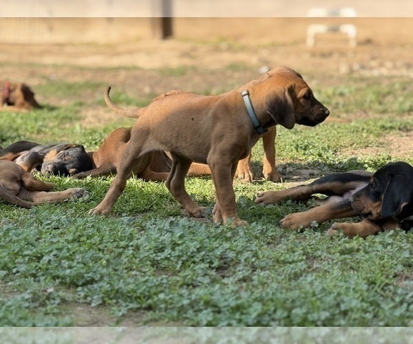 Medium Photo #6 Labrador Retriever-Rhodesian Ridgeback Mix Puppy For Sale in FRESNO, CA, USA