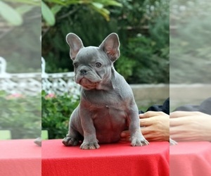 French Bulldog Puppy for sale in CUDAHY, CA, USA