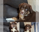 Puppy Puppy 1 Australian Shepherd