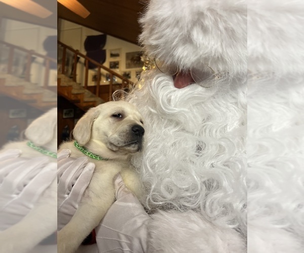Medium Photo #5 Labrador Retriever Puppy For Sale in NEOLA, WV, USA