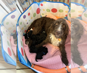 Mother of the Labradoodle puppies born on 03/19/2023