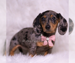 Small #1 Dachshund