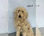 Small #2 Golden Retriever Mix