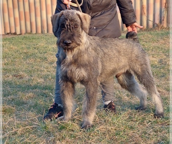 Medium Photo #1 Schnauzer (Giant) Puppy For Sale in Hatvan, Heves, Hungary