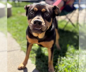 Onyx - Female Labrador Retriever-Unknown Mix Dog for Adoption - Photo #8
