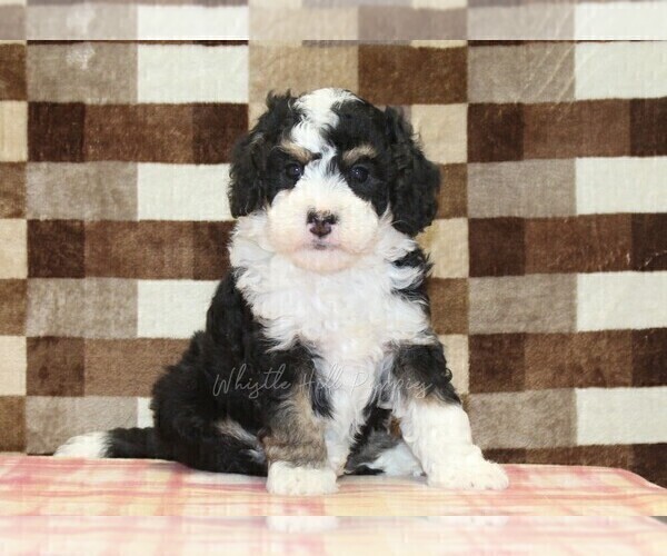 Medium Photo #2 Bernedoodle (Miniature) Puppy For Sale in DENVER, PA, USA