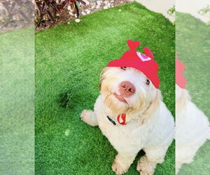 Polly - Female Poodle (Standard)-Unknown Mix Dog for Adoption - Photo #2