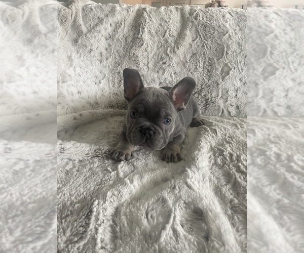 Full screen Photo #8 French Bulldog Puppy For Sale in SAN DIEGO, CA, USA