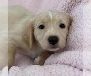 Chalk Pup - Hop Scotch - Female Colonial Cocker Spaniel-Unknown Mix Dog for Adoption - Photo #2