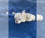 Small Photo #41 French Bulldog Puppy For Sale in BEVERLY HILLS, CA, USA