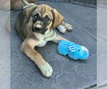 Small #2 Huskies -Labrador Retriever Mix