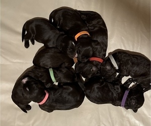 Golden Mountain Doodle  Litter for sale in BIRMINGHAM, AL, USA