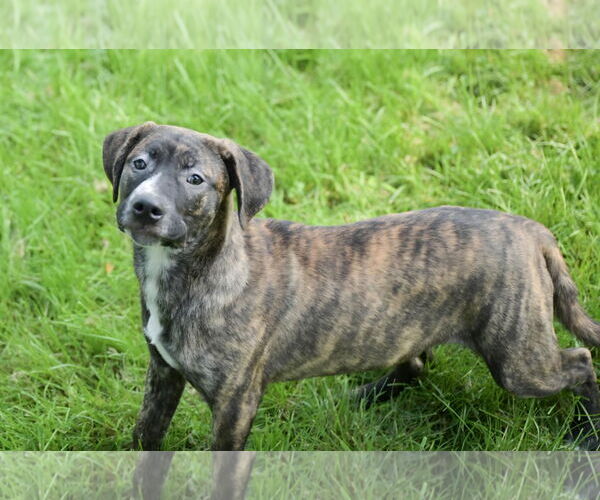 Medium Photo #4 Bulldog-Catahoula Leopard Dog Mix Puppy For Sale in SHERBURNE, NY, USA