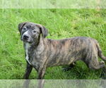 Small #3 Bulldog-Catahoula Leopard Dog Mix
