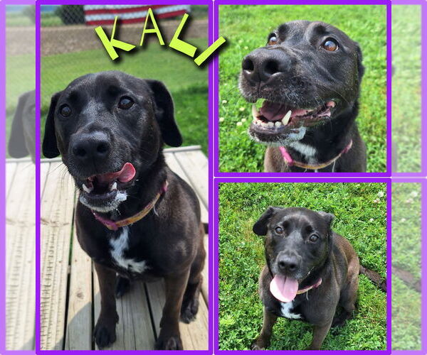 Medium Photo #2 Labrador Retriever-Unknown Mix Puppy For Sale in Pierceton , IN, USA