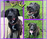 Small #1 Labrador Retriever Mix
