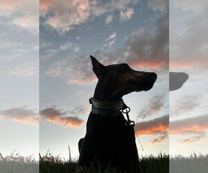 Doberman Pinscher Dogs for adoption in Buffalo, MN, USA
