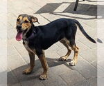 Small #1 German Pinscher Mix