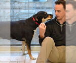Small #2 Rottweiler Mix