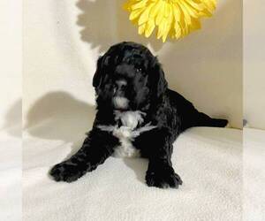 Goldendoodle-Poodle (Miniature) Mix Puppy for sale in FT PLAIN, NY, USA