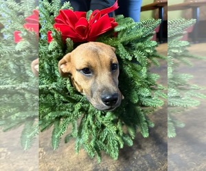 American Pit Bull Terrier-Unknown Mix Dogs for adoption in Germantown, OH, USA