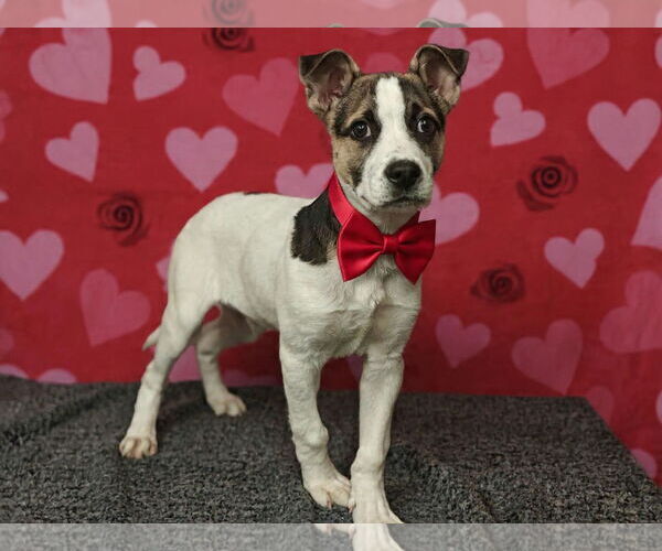 Medium Photo #2 Mutt Puppy For Sale in Talladega, AL, USA