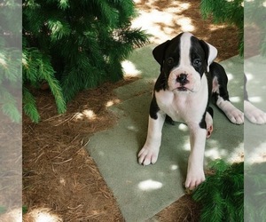 Boxer Puppy for sale in WONDER LAKE, IL, USA