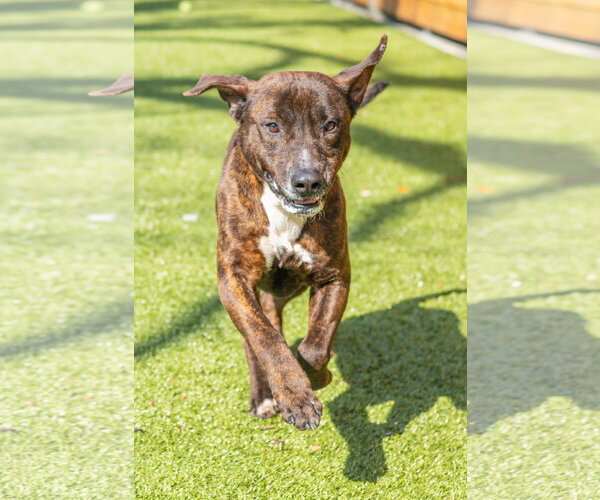 Medium Photo #6 Mutt Puppy For Sale in Hilton Head, SC, USA