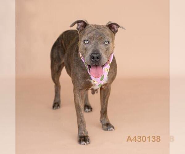 Medium Photo #1 Mutt Puppy For Sale in Conroe, TX, USA