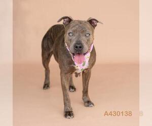 Mutt Dogs for adoption in Conroe, TX, USA