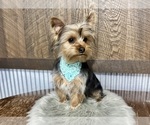Small #3 Yorkshire Terrier