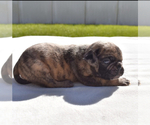 Small #4 Pug