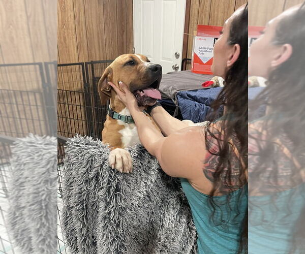 Medium Photo #8 Great Dane-Labrador Retriever Mix Puppy For Sale in Brewster, NY, USA