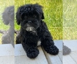 Small Photo #3 Morkie Puppy For Sale in MARTINSVILLE, IN, USA