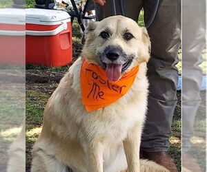 Irish Terrier-Unknown Mix Dogs for adoption in Wakefield, RI, USA