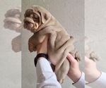 Small Photo #7 English Bulldog Puppy For Sale in BERKELEY, CA, USA