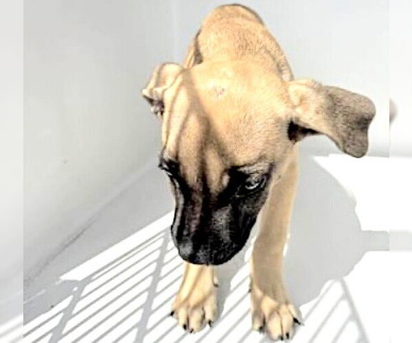 Medium Photo #1 Mutt Puppy For Sale in Houston, TX, USA