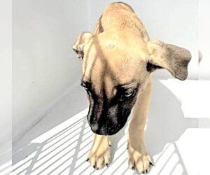 Mutt Dogs for adoption in Houston, TX, USA