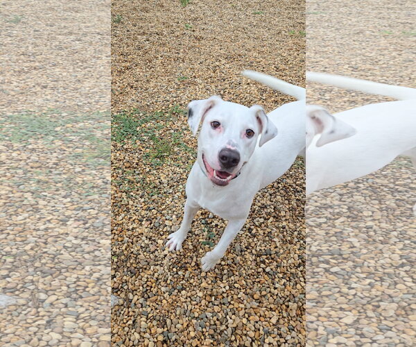 Medium Photo #2 Boxer-Dalmatian Mix Puppy For Sale in Estherville, IA, USA