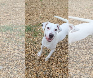 Chase - Male Boxer-Dalmatian Mix Dog for Adoption - Photo #2