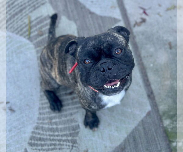 Medium Photo #1 Frenchie Pug Puppy For Sale in Newport Beach, CA, USA