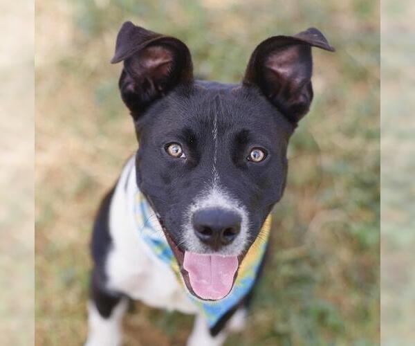 Medium Photo #1 American Pit Bull Terrier-Border Collie Mix Puppy For Sale in San Antonio, TX, USA